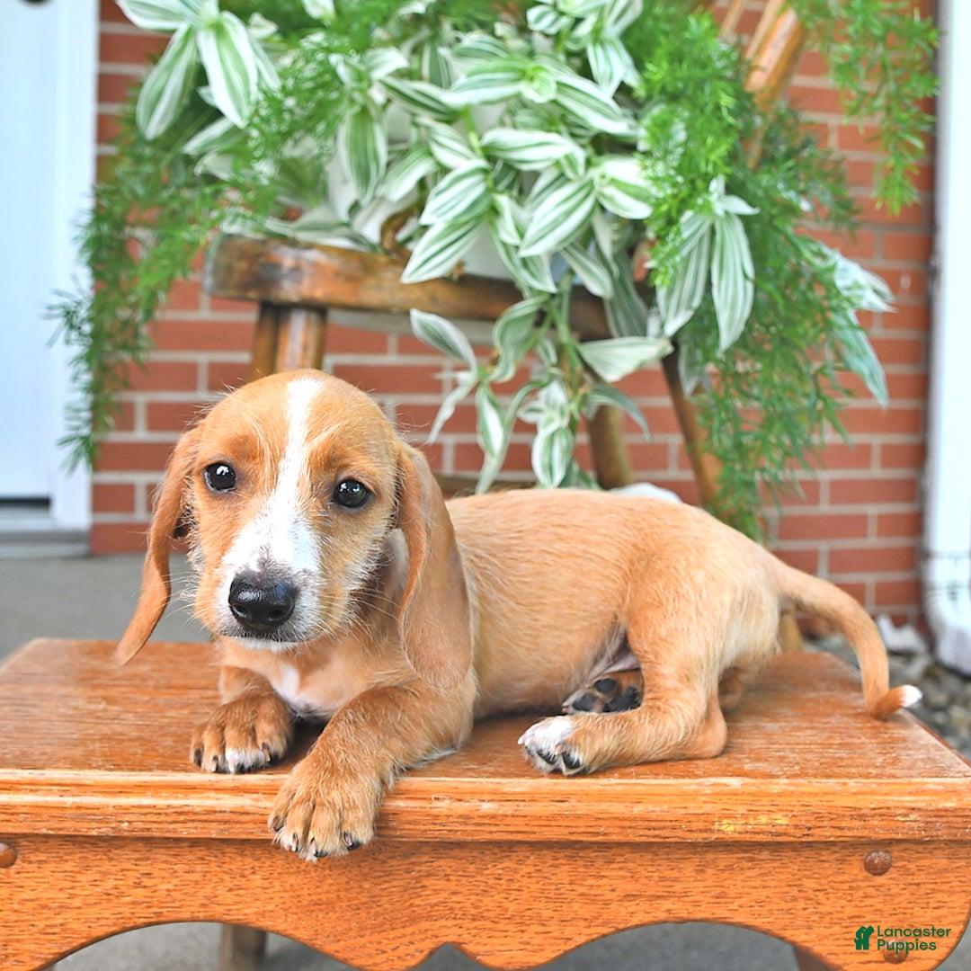 Miniature Dachshund dogs for sale: Teddy - Image 2