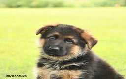 German Shepherd dogs for sale: Duke - Image 4