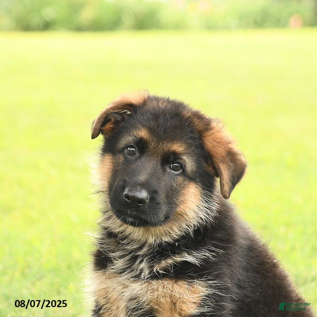 German Shepherd dogs for sale: Duke - Image 4