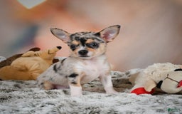 Chihuahua dogs for sale: Camila - Image 6