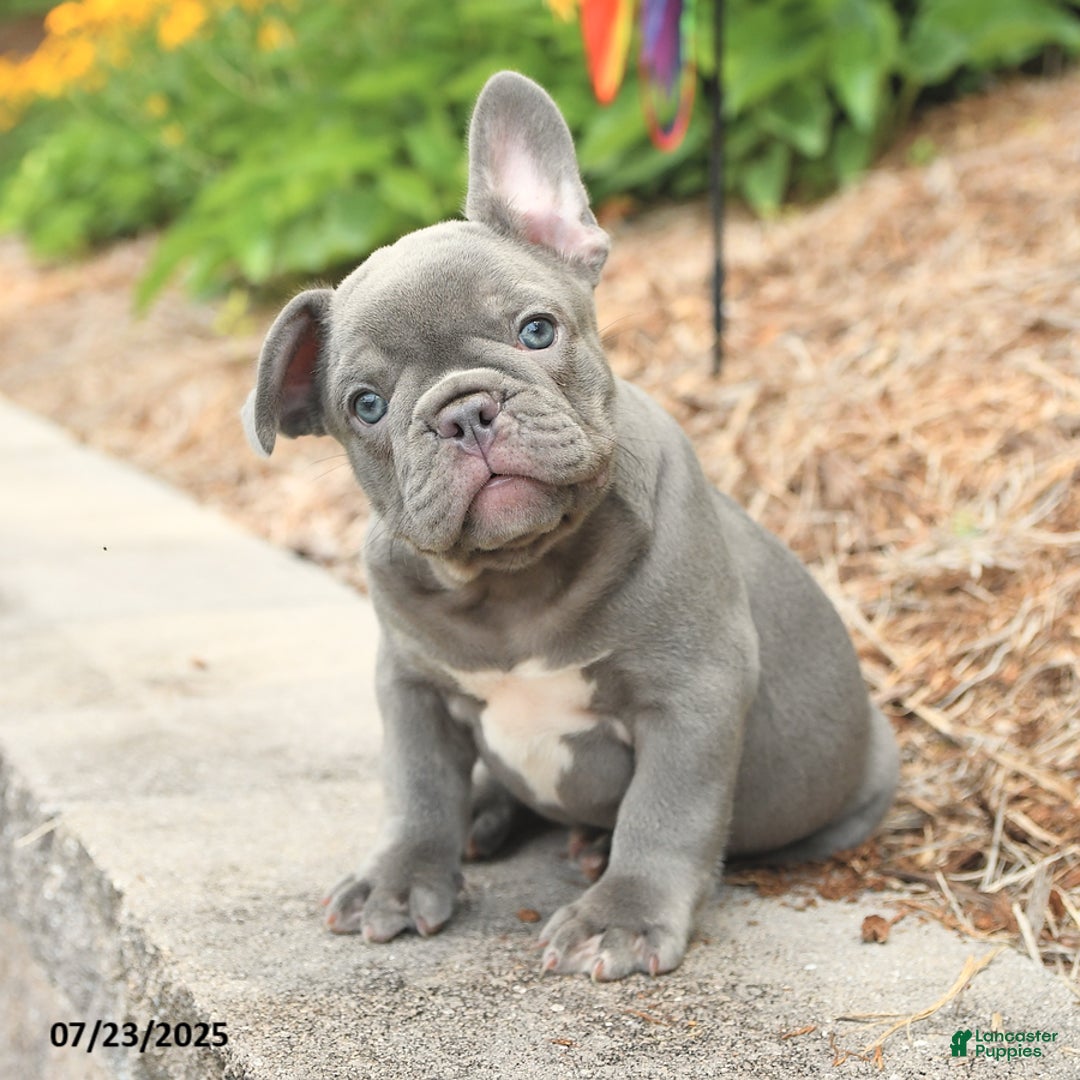 Frenchton dogs for sale: Robby - Image 2