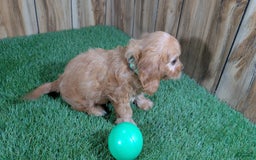 Cavapoo dogs for sale: Honeycomb Boy 4 - Image 5
