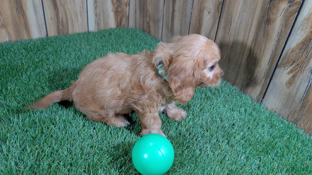 Cavapoo dogs for sale: Honeycomb Boy 4 - Image 5