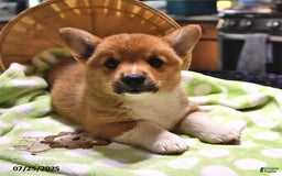 Welsh Corgi Pembroke dogs for sale: Tad - Image 2