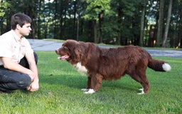 Newfoundland dogs for sale: Bella - Image 21