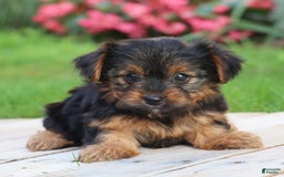 Yorkshire Terrier dogs for sale: Brynne - Image 3