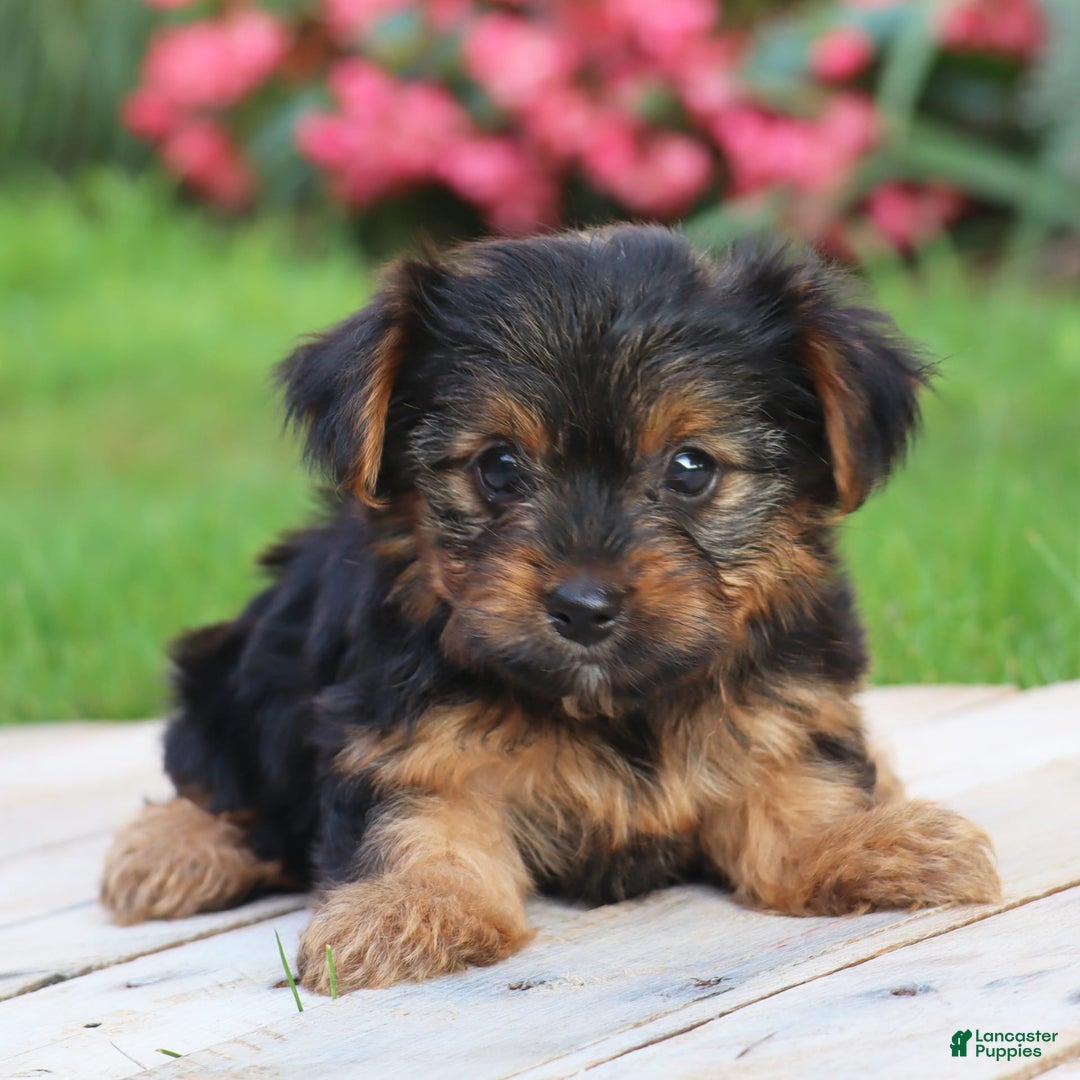 Yorkshire Terrier dogs for sale: Brynne - Image 3