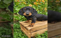 Dachshund dogs for sale: Max - Image 1