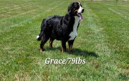 Mini Bernedoodle dogs for sale: Jewel - Image 13
