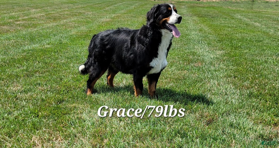 Mini Bernedoodle dogs for sale: Jewel - Image 13