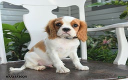 Cavalier King Charles Spaniel dogs for sale: Farley - Image 2