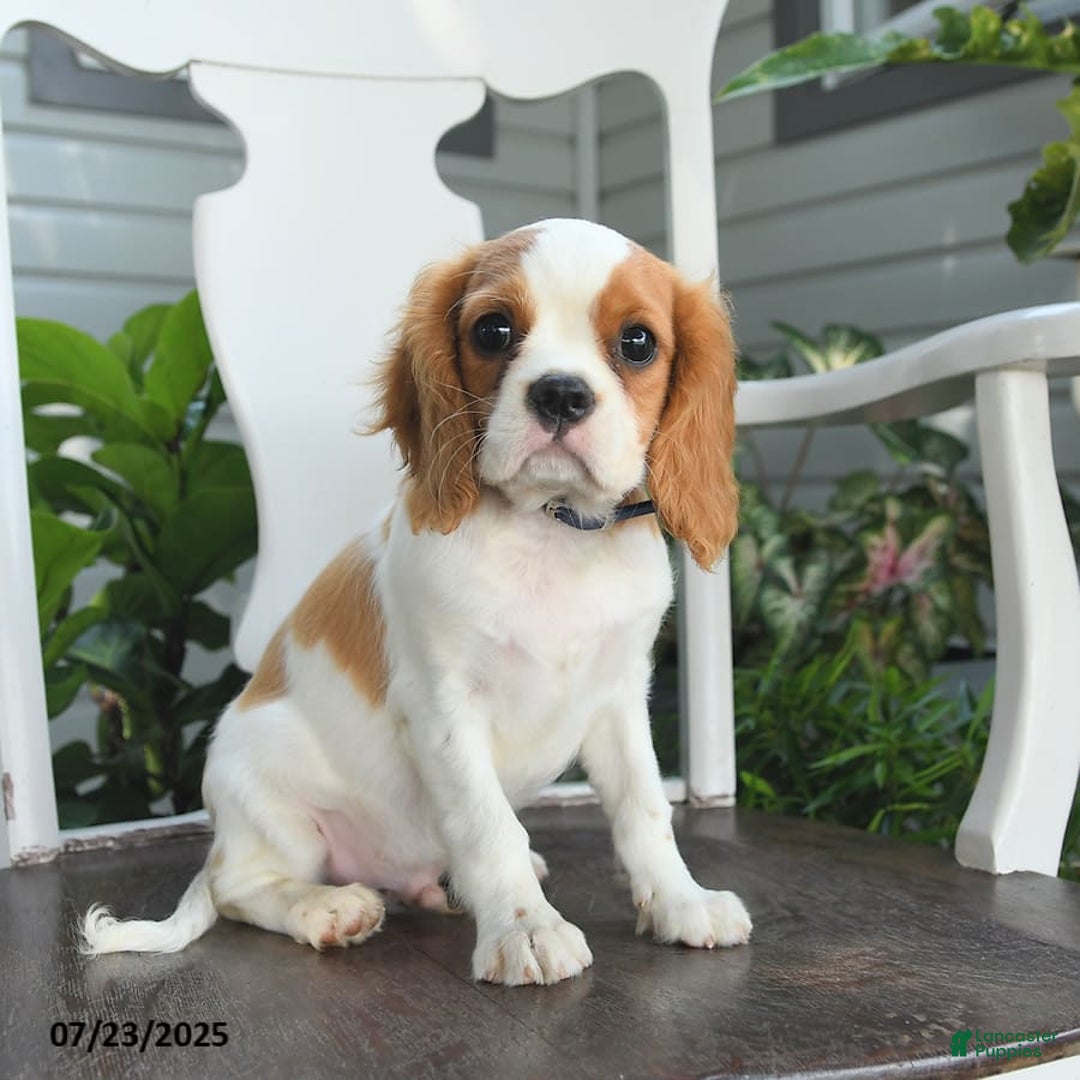 Cavalier King Charles Spaniel dogs for sale: Farley - Image 2