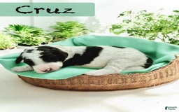 Bernedoodle dogs for sale: Cruz - Image 4