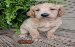 Goldendoodle dogs for sale: Bella - Image 15