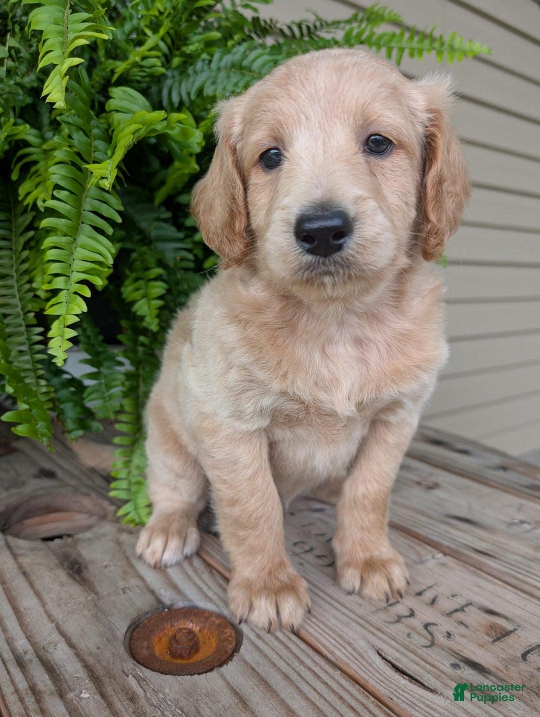 Goldendoodle dogs for sale: Bella - Image 15