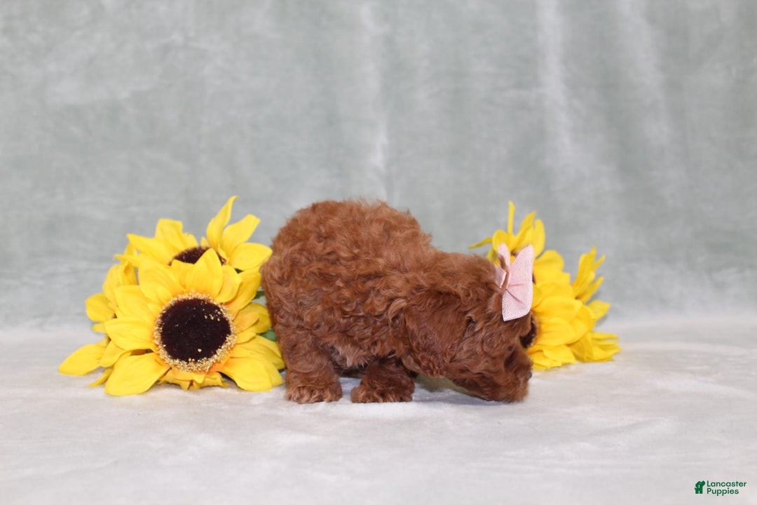 Miniature Poodle dogs for sale: Val - Image 3