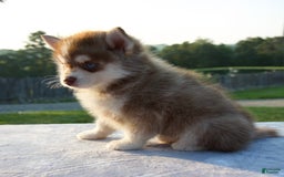 Pomsky dogs for sale: Maxy - Image 2