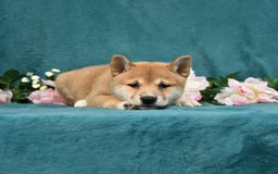 Shiba Inu dogs for sale: Elliot - Image 3