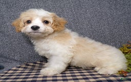 Cavachon dogs for sale: Banjo - Image 3