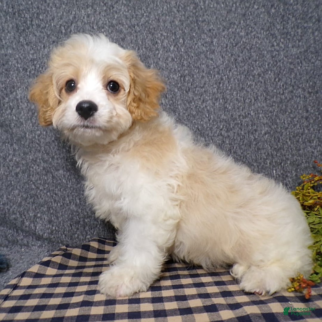 Cavachon dogs for sale: Banjo - Image 3