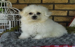 Havapoo dogs for sale: Thomas - Image 9