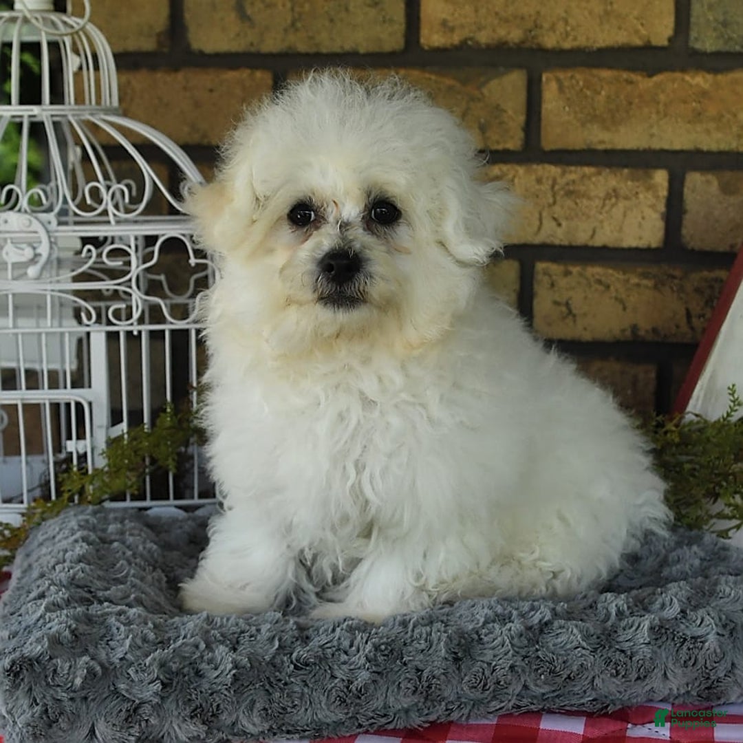 Havapoo dogs for sale: Thomas - Image 9