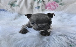 Frenchton dogs for sale: Rocky - Image 7