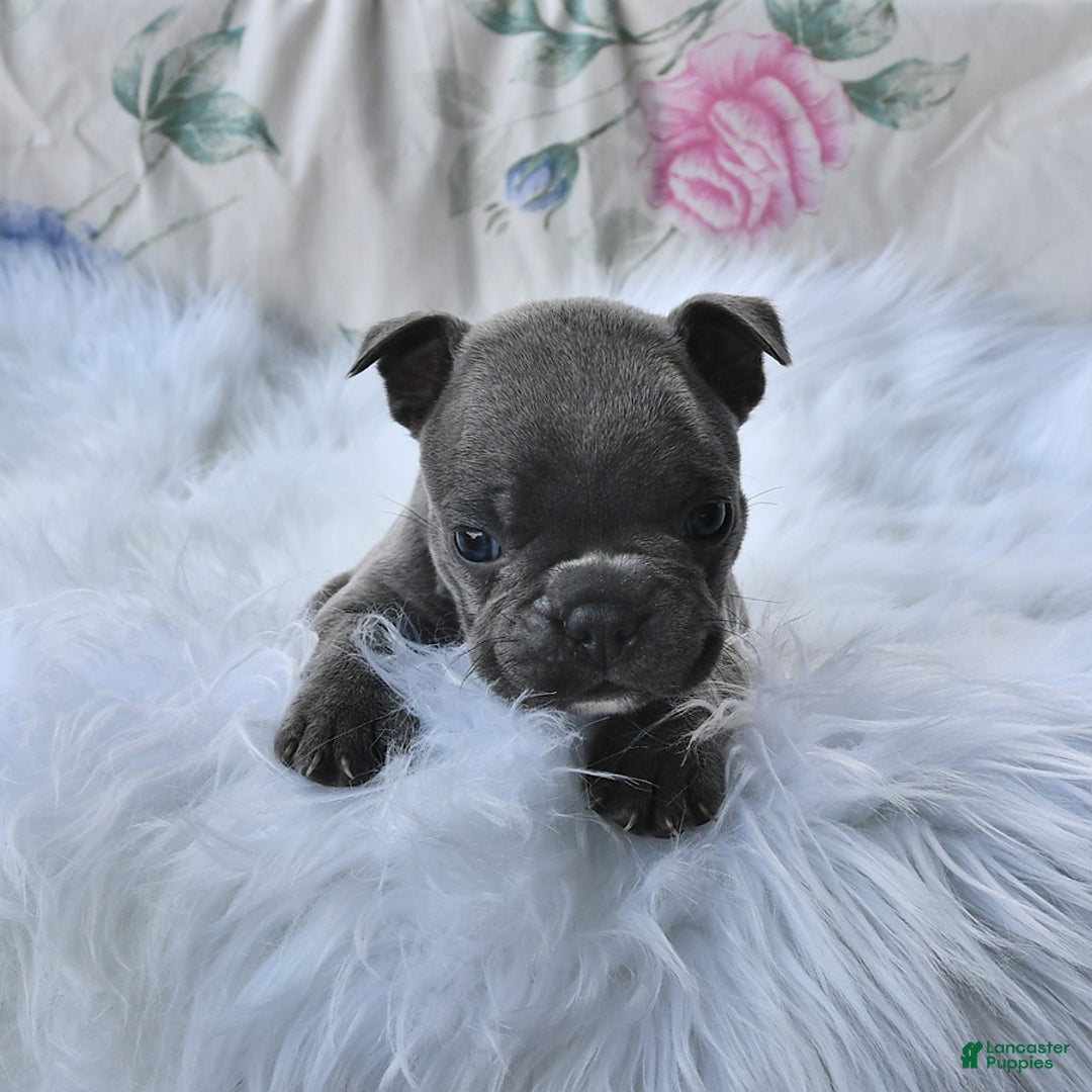 Frenchton dogs for sale: Rocky - Image 7
