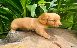 Miniature Dachshund dogs for sale: Gabby Long Haired - Image 12