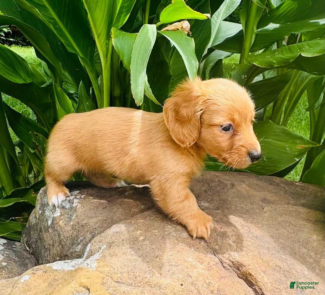 Miniature Dachshund dogs for sale: Gabby Long Haired - Image 12