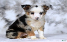  dogs for sale: Maverick - Image 2