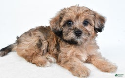 Yorkiepoo dogs for sale: Pearl - Image 4
