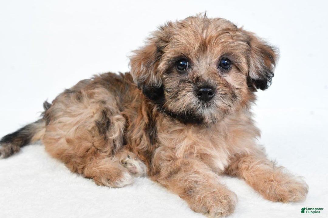 Yorkiepoo dogs for sale: Pearl - Image 4