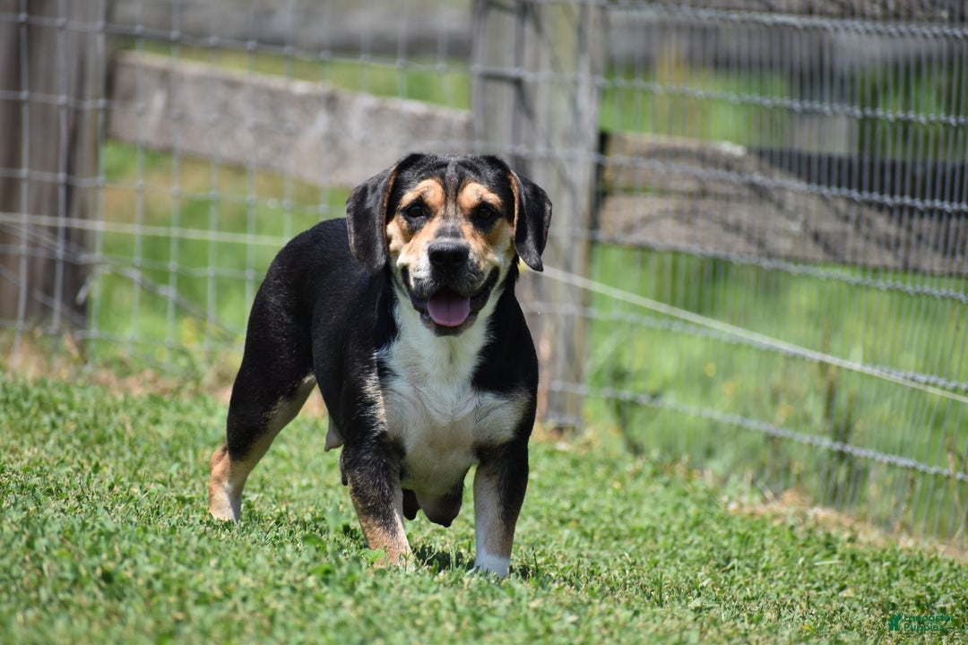 Beabull dogs for sale: Clint - Image 15