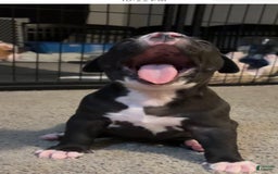 American Bully dogs for sale: Knight - Image 6