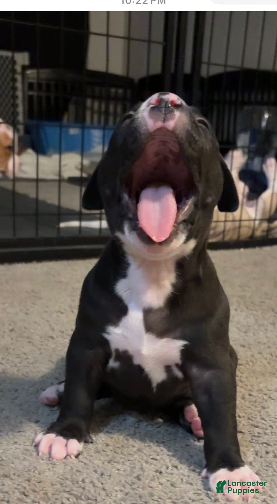 American Bully dogs for sale: Knight - Image 6