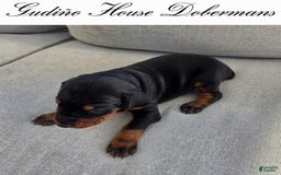 Doberman Pinscher dogs for sale: Purple Collar Female - Image 9