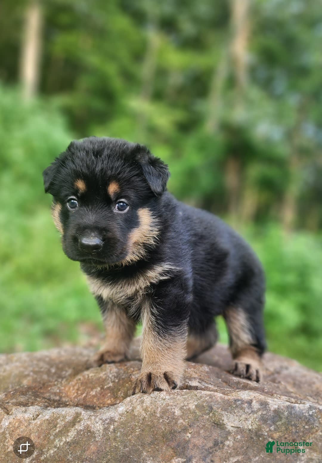 German Shepherd dogs for sale: Kimber - Image 14