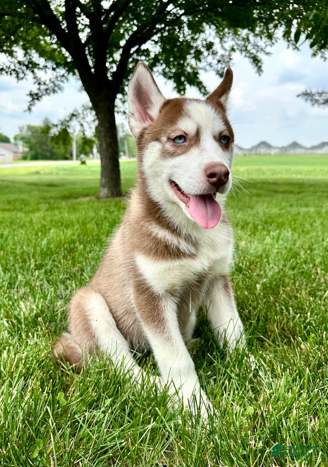 Siberian Husky dogs for sale: Howie - Image 3