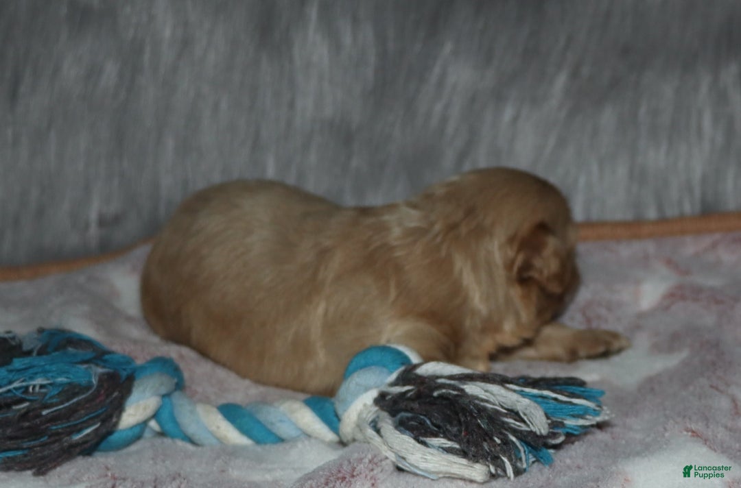 Havapoo dogs for sale: Chase - Image 2