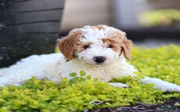 Standard Poodle dogs for sale: Rogan - Image 2