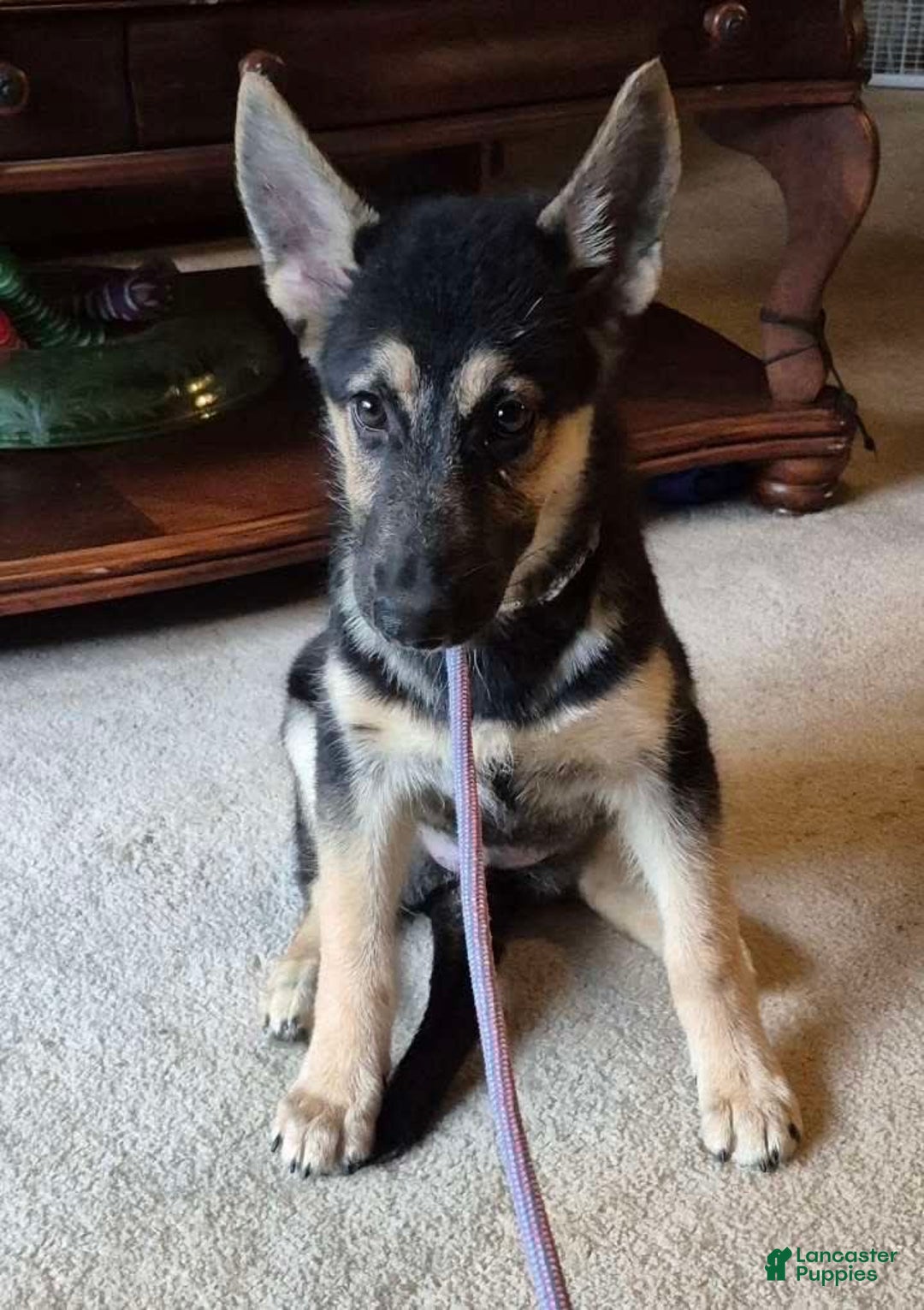 German Shepherd dogs for sale: Heidi - Image 25