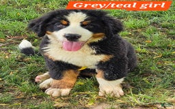 Bernese Mountain Dog dogs for sale: Teal - Image 2