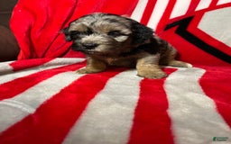 Mini Aussiedoodle dogs for sale: Canary - Image 4