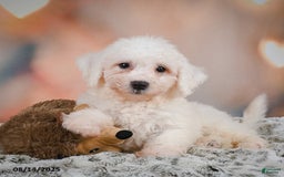 Bichon Frise dogs for sale: Bobby - Image 8