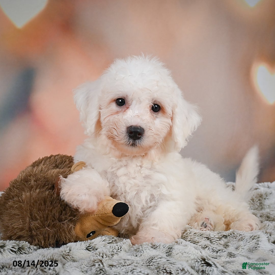 Bichon Frise dogs for sale: Bobby - Image 8