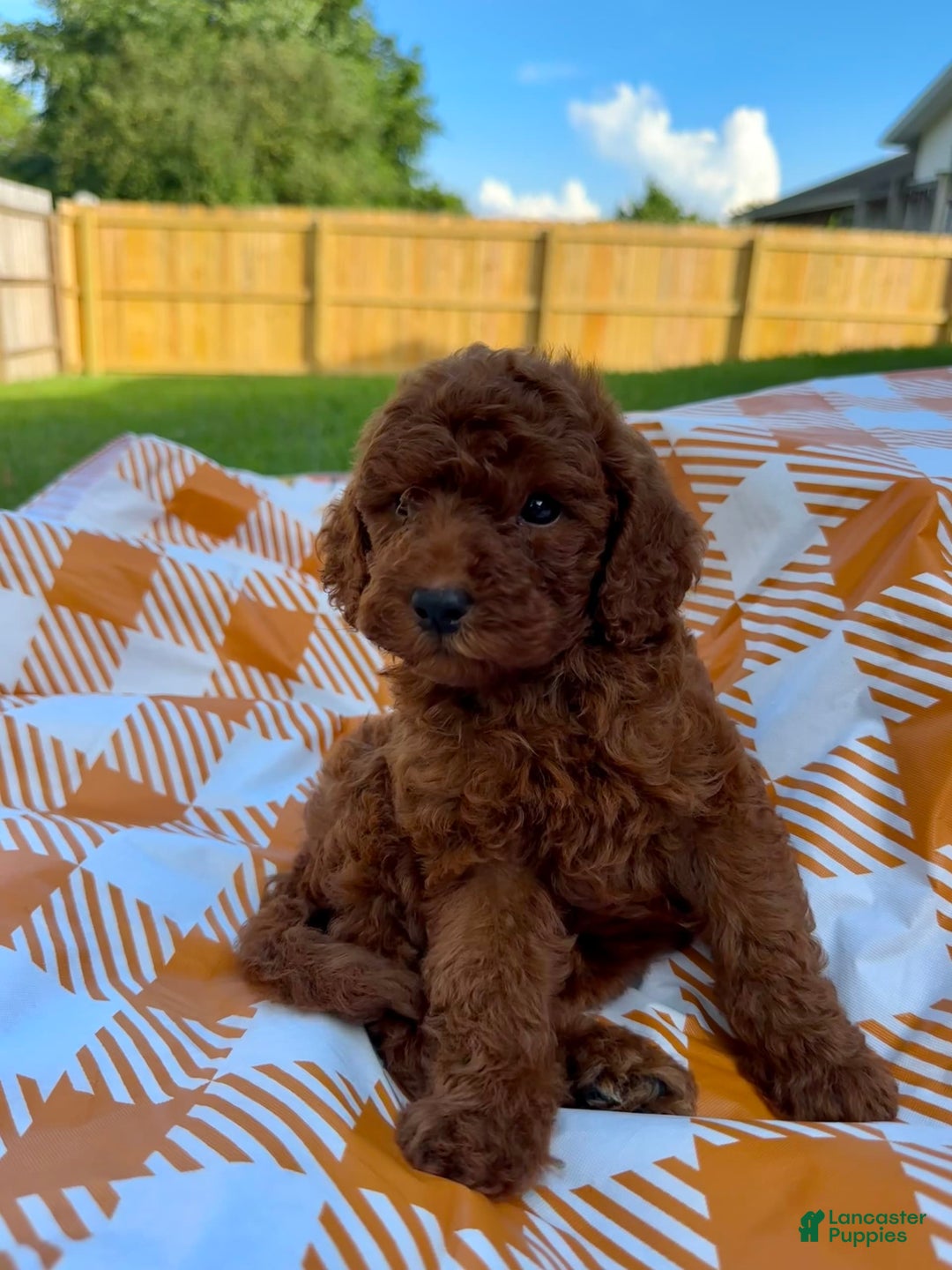 Mini Goldendoodle dogs for sale: Cooper - Image 3