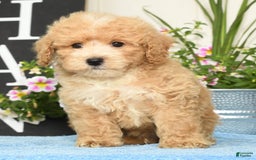 Bichpoo dogs for sale: Sport - Image 4