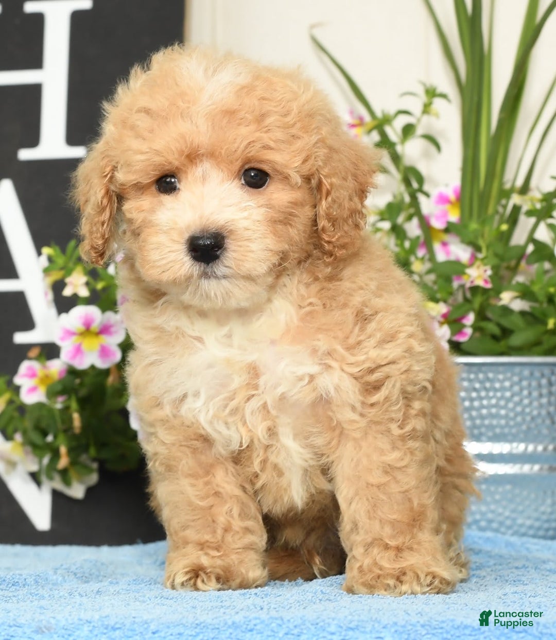 Bichpoo dogs for sale: Sport - Image 4