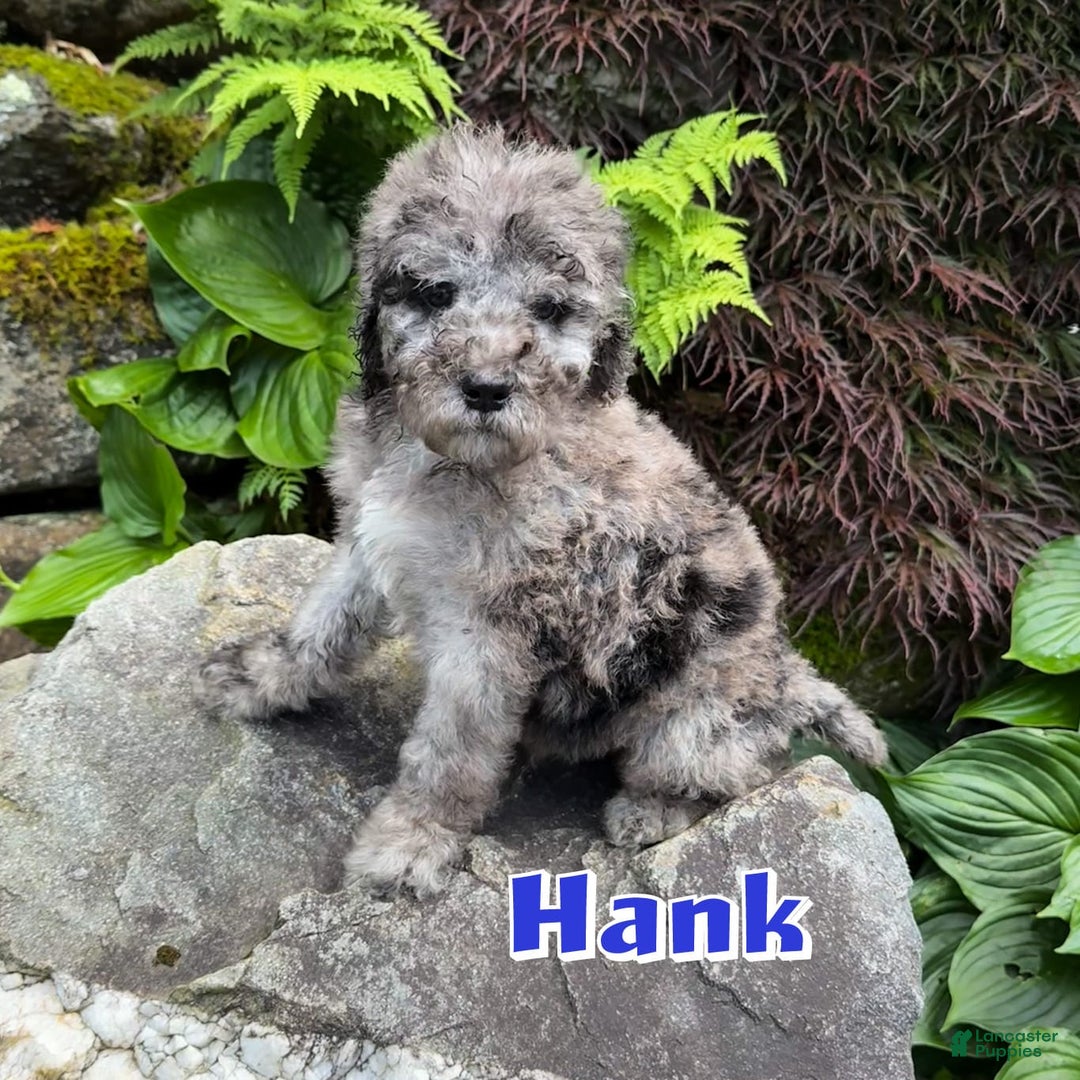 Bernedoodle dogs for sale: Hank - Image 1
